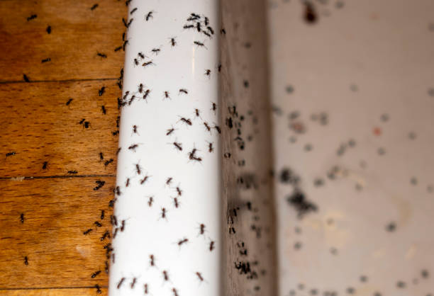 Best Emergency Pest Control  in Okolona, MS