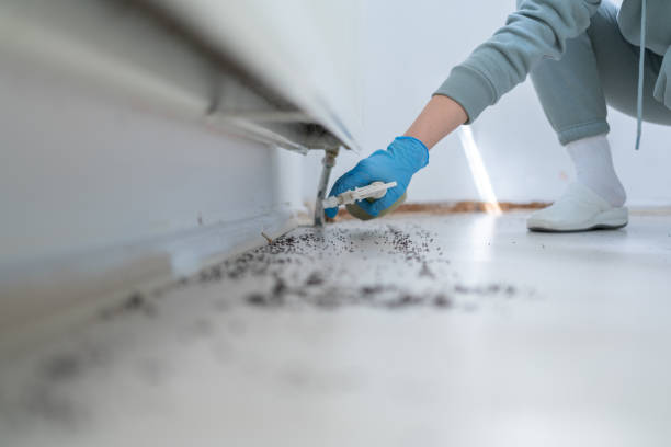 Best Best Pest Control Companies  in Okolona, MS